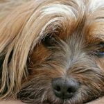 flatulences du chien