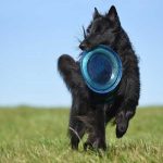 jouer au frisbee avec son chien