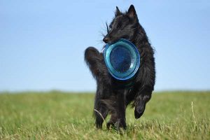 jouer au frisbee avec son chien