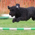 le jumping un sport canin