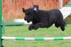 le jumping un sport canin