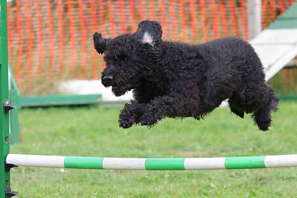 le jumping un sport canin
