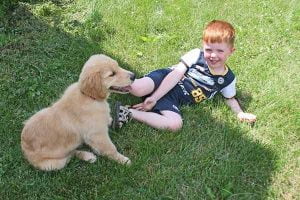 10 races de chiens adaptées aux enfants