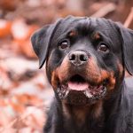 Assurance responsabilité civile pour chien