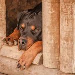 choisir une niche pour son chien