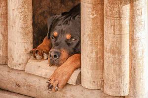 Chien et déménagement : comment le réussir ?