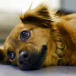 grosseur aux mamelles chez la chienne