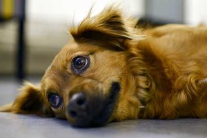 grosseur aux mamelles chez la chienne