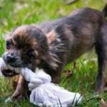 mon chien est possessif