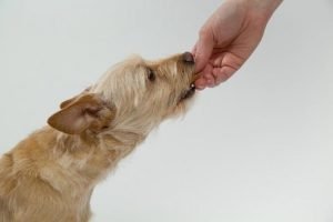 récompenser son chien