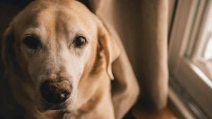 L'anorexie chez le chien