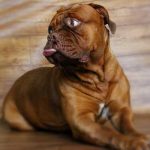 concours de beauté pour chien