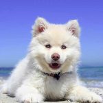 danger de l'été pour le chien