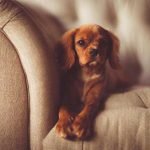 mon chien monte sur le canapé