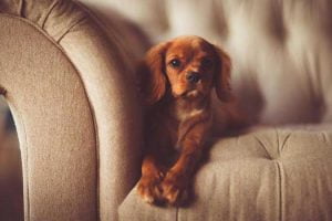 mon chien monte sur le canapé