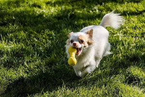 choisir un jouet pour son chien