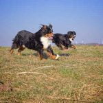 prendre un deuxième chien