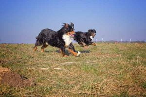 prendre un deuxième chien