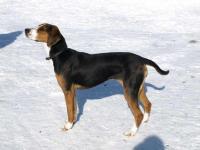 Montre De Poche D23 Chien Courant Finlandais – Boîtier Noir Poli – Mouvement Quartz – Chaîne 35 Cm – Cadeau Homme