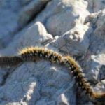 chenilles-processionnaires-danger-chien