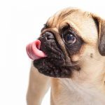 asthme chez le chien