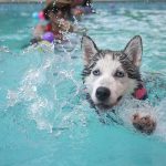 hydrothérapie chez le chien