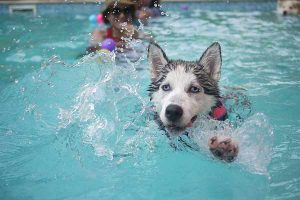 hydrothérapie chez le chien