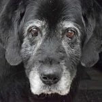 couche urinaire pour vieux chien