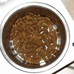 polyphagie chez le chien