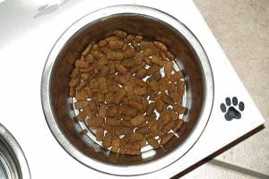 polyphagie chez le chien