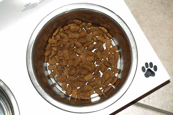 polyphagie chez le chien