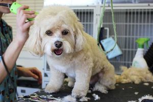 tondeuse pour chien