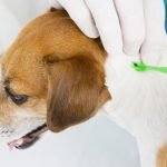 enlever une tique à son chien