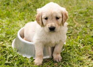 Passer de la nourriture pour chiot à la nourriture pour chien adulte