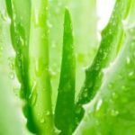aloe vera pour chien