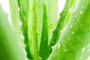 aloe vera pour chien