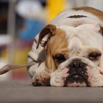 mon chien a peur de la laisse