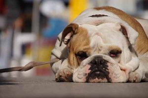 mon chien a peur de la laisse