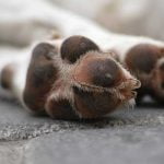 apprendre à son chien à faire le mort