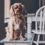 chien qui réclame à manger