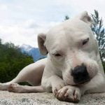 tremblement chez le chien