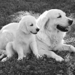 allaitement chez la chienne