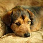 mycose cutanée chez le chien