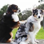 ostéopathie chez le chien