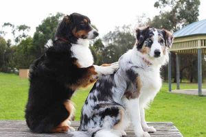 ostéopathie chez le chien