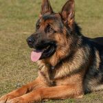 race de chien facile à éduquer