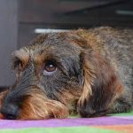 dermatite atopique chez le chien