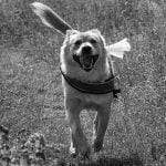 mon chien ne veut pas courir