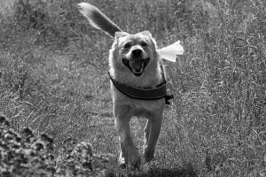 mon chien ne veut pas courir