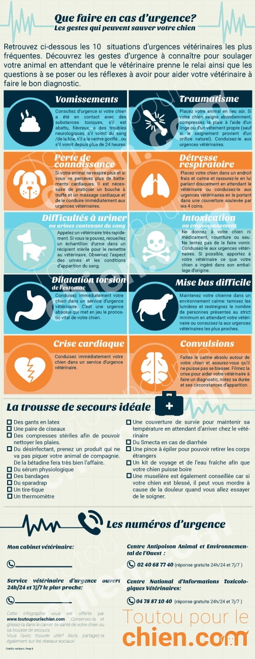 10 Urgences Veterinaires Chez Le Chien Les Reconnaitre Et Reagir